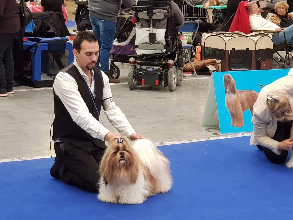 du lac de Cupidon - Exposition canine Paris dog show 