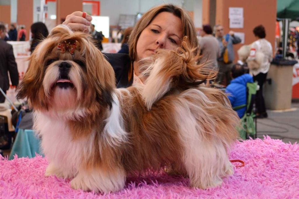 du lac de Cupidon - Exposition canine saragoza Diamond 's CAC samedi et dimanche CACIB 