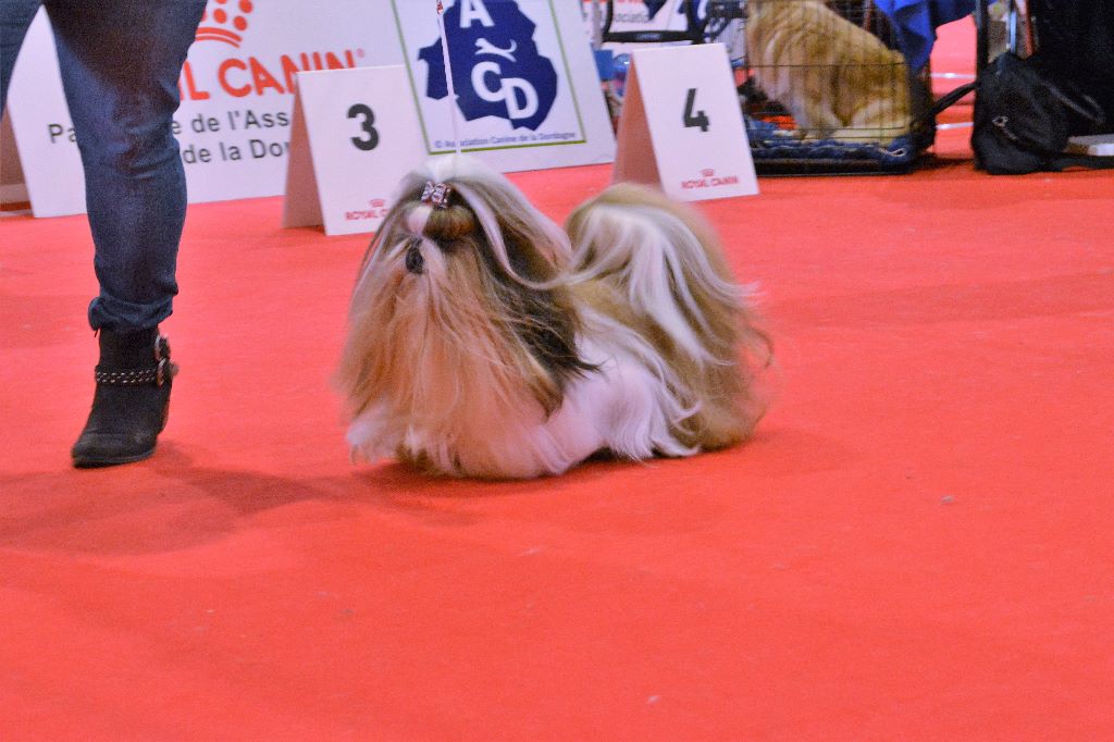 du lac de Cupidon - résultats exposition perigueux 2018 Hatchi du lac de cupidon