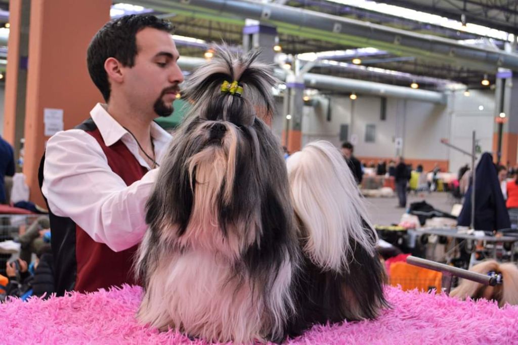 du lac de Cupidon - Exposition canine saragoza Ny Yang samedi CACS dimanche CACIB 