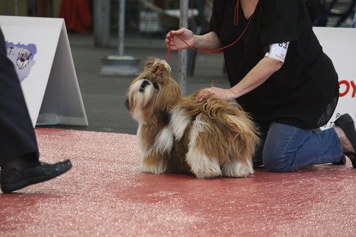 du lac de Cupidon - Résultats Exposition canine Pau Piccolo Tibet Diamond's 