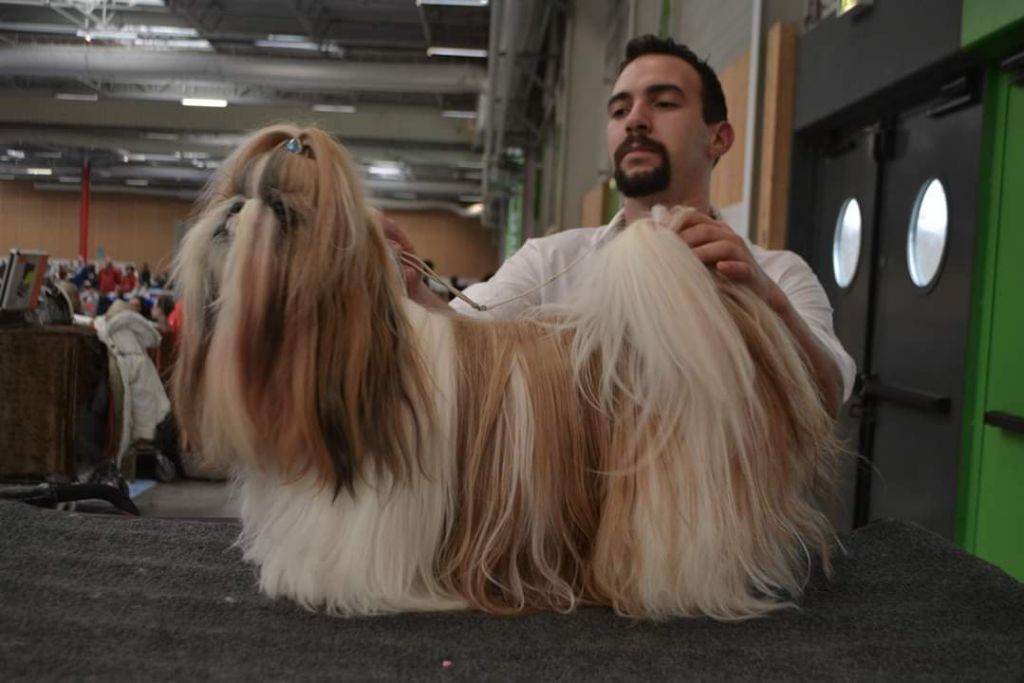 du lac de Cupidon - Exposition paris dog show piccolo tibet gift from manchu palace 