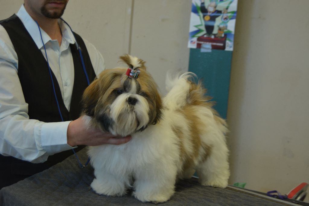 du lac de Cupidon - exposition limoge 2017 speciale shih tzu manchu