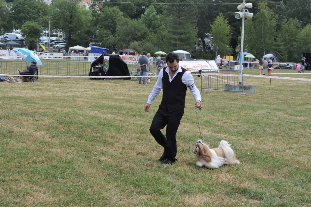 du lac de Cupidon - Exposition canine Aurillac Piccolo tibet manchu