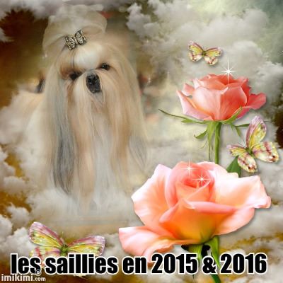 du lac de Cupidon - saillies 2015 & 2016