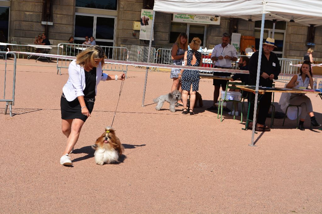 du lac de Cupidon - Exposition canine chatel guyon Nino du lac de cupidon 