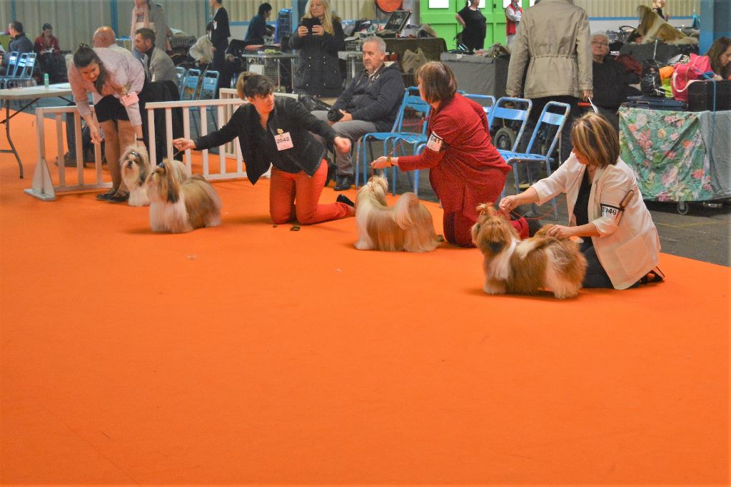 du lac de Cupidon - résultats Montluçon spéciale de race Diamond's