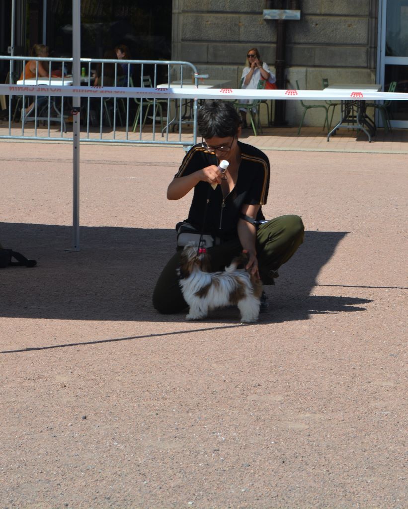 du lac de Cupidon - Exposition canine chatel guyon Pink du lac de cupidon 