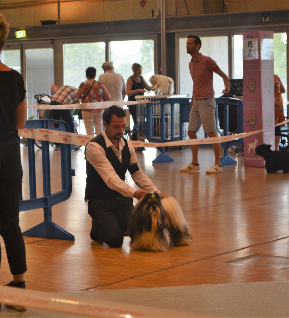 du lac de Cupidon - Exposition canine châteaubriant Cacs 