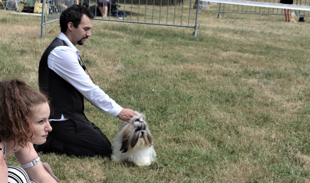 du lac de Cupidon - Exposition canine Aurillac piccolo tibet Angel