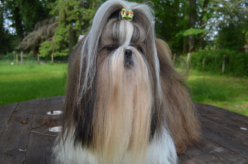 CH. Hatchi du lac de Cupidon