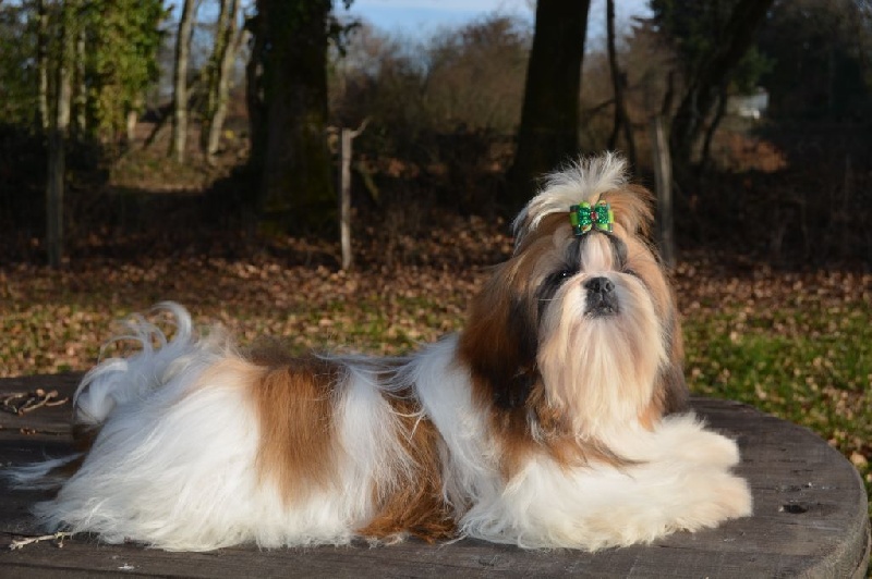 Mon ange Du Domaine De Sonam