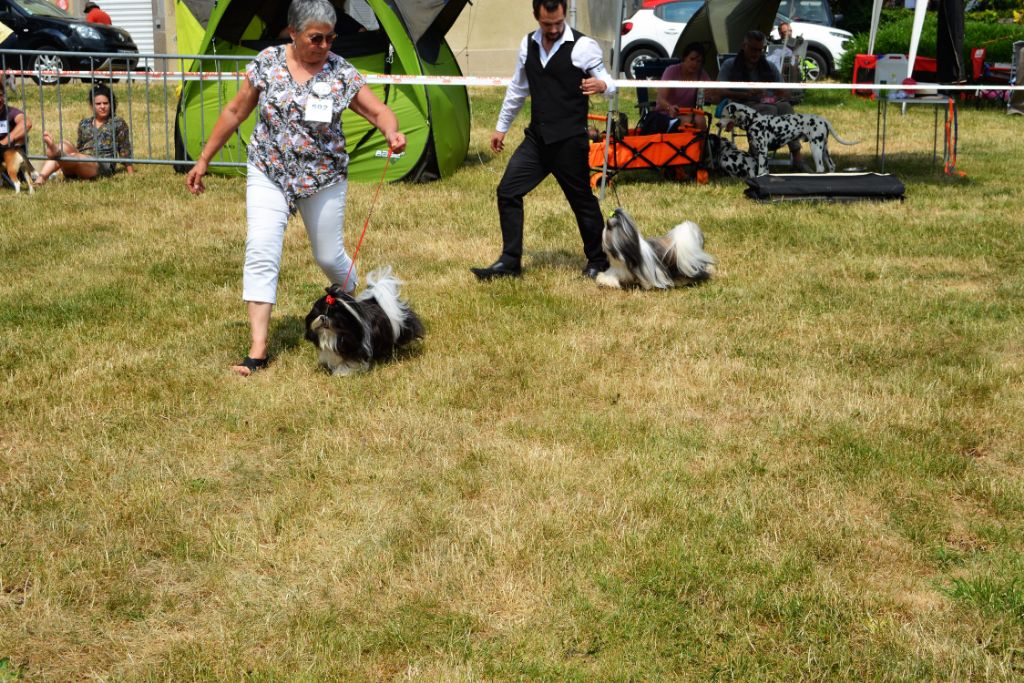 du lac de Cupidon - Exposition canine Aurillac Ny yang du lac de cupidon