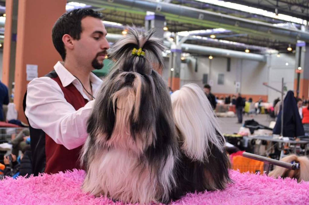 du lac de Cupidon - Exposition canine saragoza Ny Yang samedi CACS dimanche CACIB