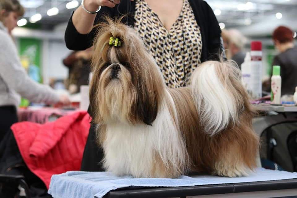 du lac de Cupidon - Exposition paris dog show special de race Nino du lac de cupidon