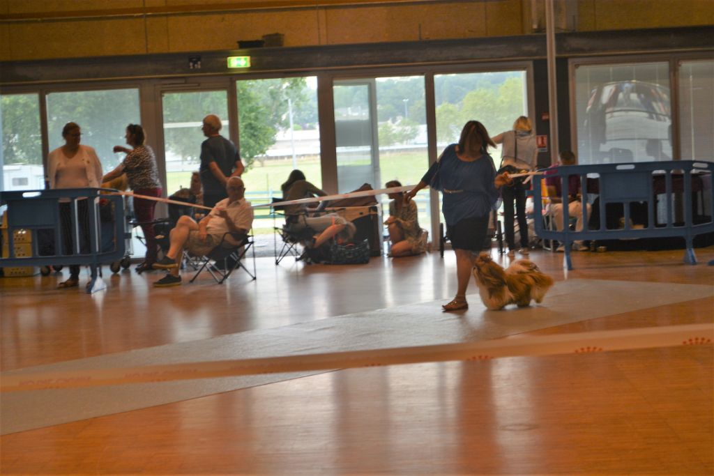 du lac de Cupidon - Exposition canine châteaubriant Cacs Diamond 's