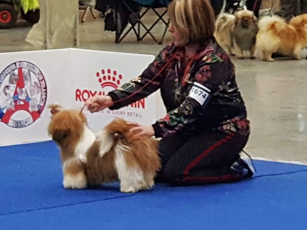 du lac de Cupidon - Exposition Paris dog show