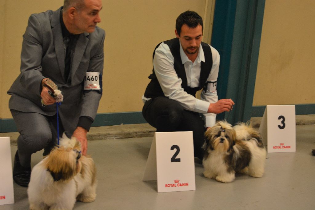 du lac de Cupidon - exposition limoge spéciale shih tzu 2017 limoge