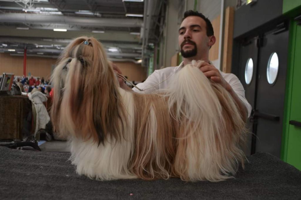 du lac de Cupidon - Exposition paris dog show piccolo tibet gift from manchu palace