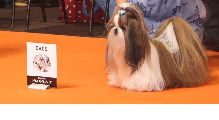 du lac de Cupidon - champion de france 2017 pour Hatchi du lac de cupidon