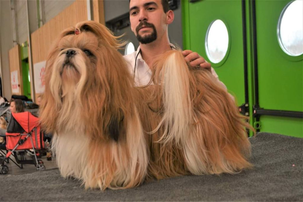 du lac de Cupidon - Exposition paris dog show piccolo tibet kho in or