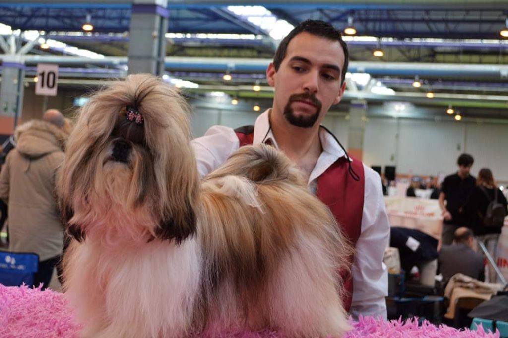 du lac de Cupidon - Exposition canine saragoza Angel CAC samedi et dimanche CACIB