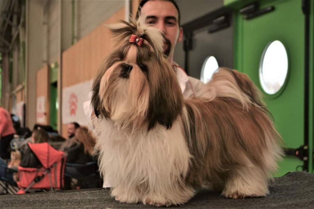 du lac de Cupidon - Exposition paris dog show petit ange du lac de cupidon