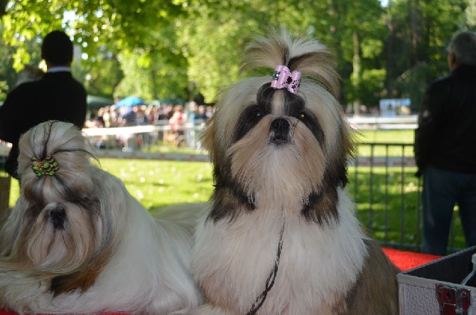 du lac de Cupidon - résultats exposition canine libourne 18 mai 2014 Hanouck & Angel