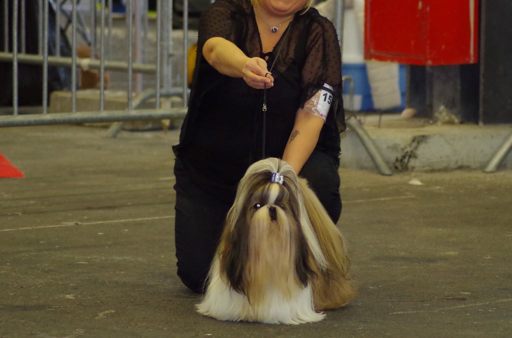 du lac de Cupidon - résultats exposition de bordeaux 2018 Hatchi du lac de cupidon