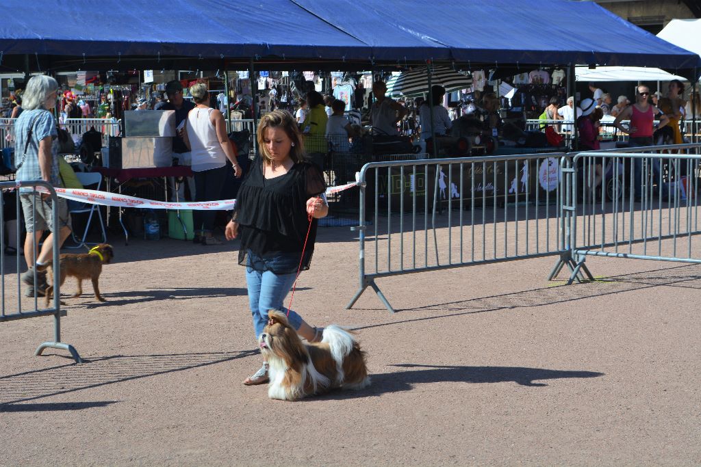 du lac de Cupidon - Exposition canine chatel guyon Piccolo Tibet koh i nor