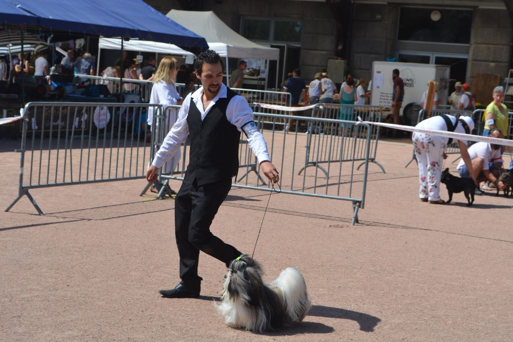 du lac de Cupidon - Exposition canine chatel guyon Ny yang du lac de cupidon