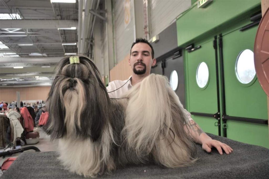 du lac de Cupidon - Exposition paris dog show ny yang du lac de cupidon