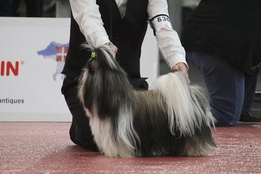 du lac de Cupidon - Résultats Exposition canine n'y yang du lac de cupidon