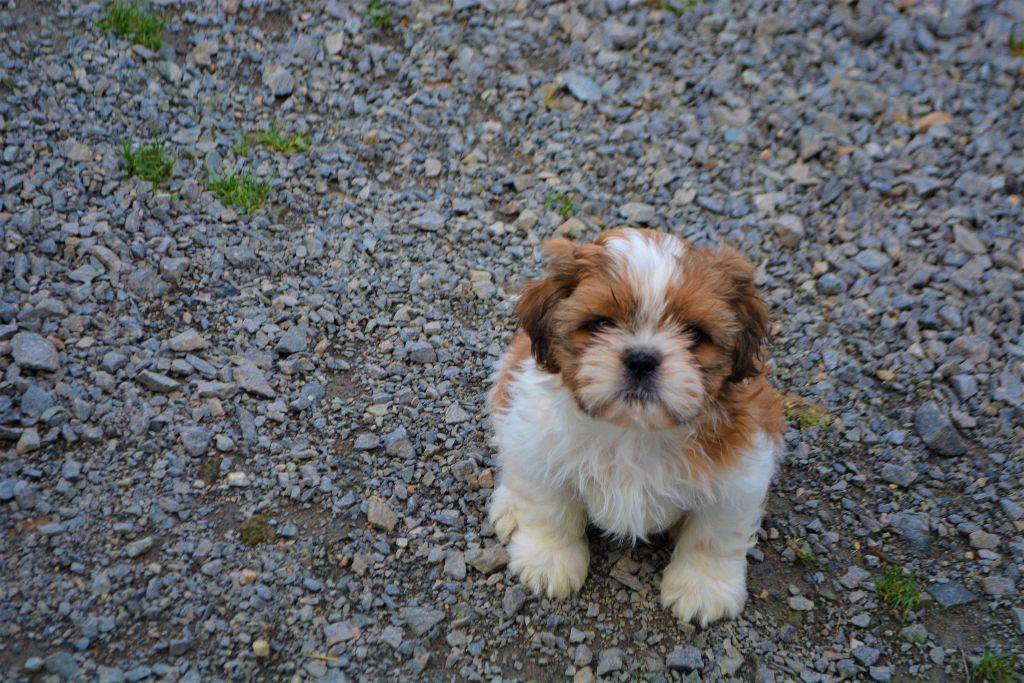 du lac de Cupidon - Shih Tzu - Portée née le 18/11/2019