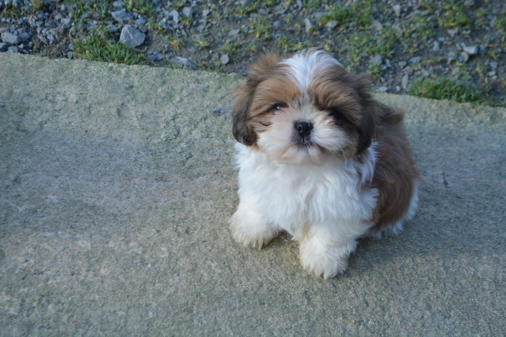 du lac de Cupidon - Shih Tzu - Portée née le 18/11/2019