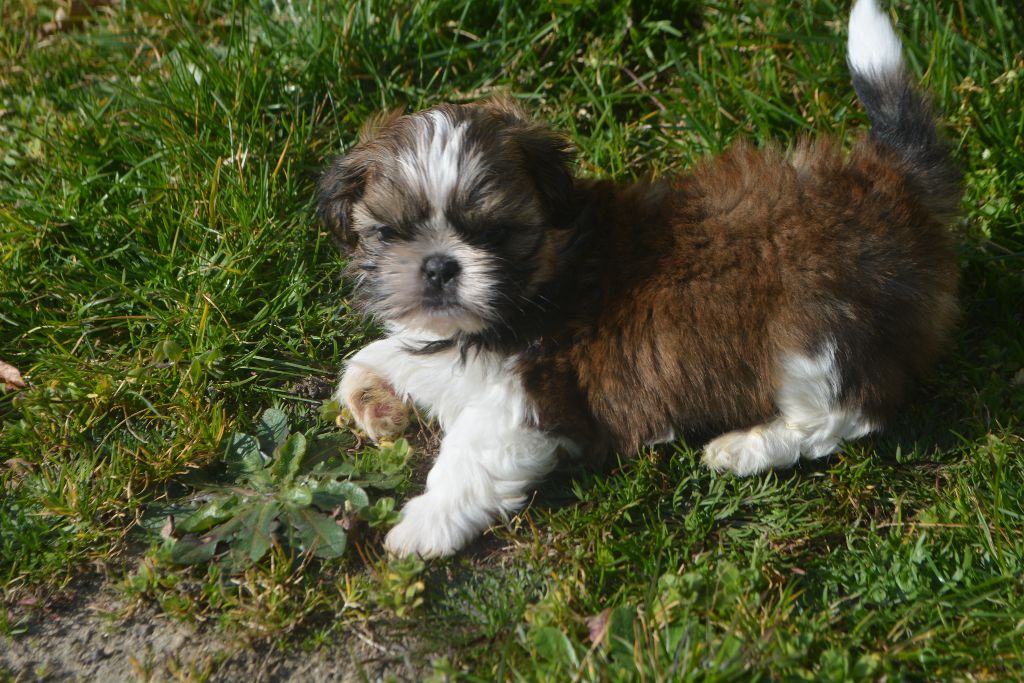 du lac de Cupidon - Shih Tzu - Portée née le 22/01/2021
