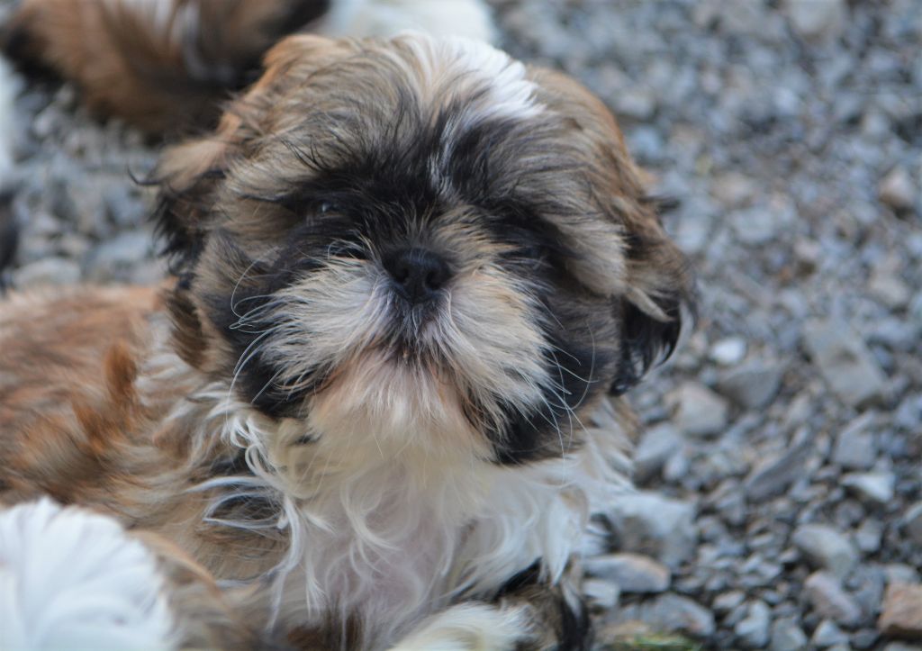 du lac de Cupidon - Shih Tzu - Portée née le 12/11/2019