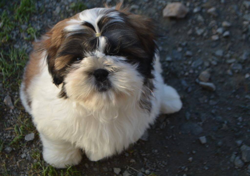 du lac de Cupidon - Shih Tzu - Portée née le 04/11/2019