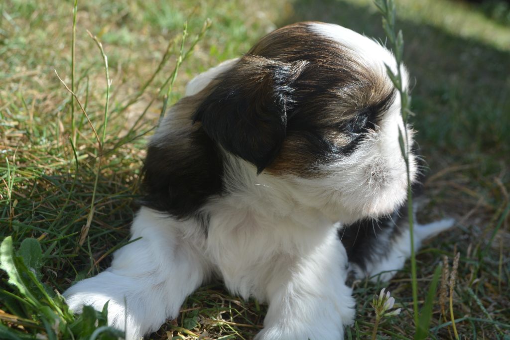 du lac de Cupidon - Shih Tzu - Portée née le 07/06/2020
